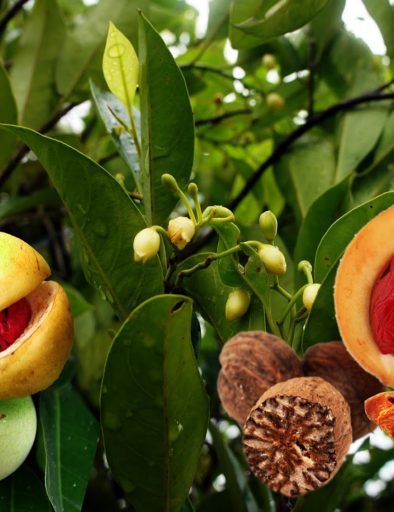 Urban Tours and Safaris Zanzibar Ltd11