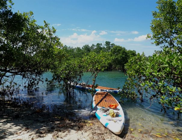 Zanzibar Mangrove Ecosystem Paddleboard Tour3