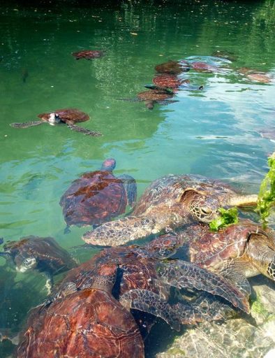 Zanzibar Natural Aquarium & Sunset Cruise at Nungwi Beach